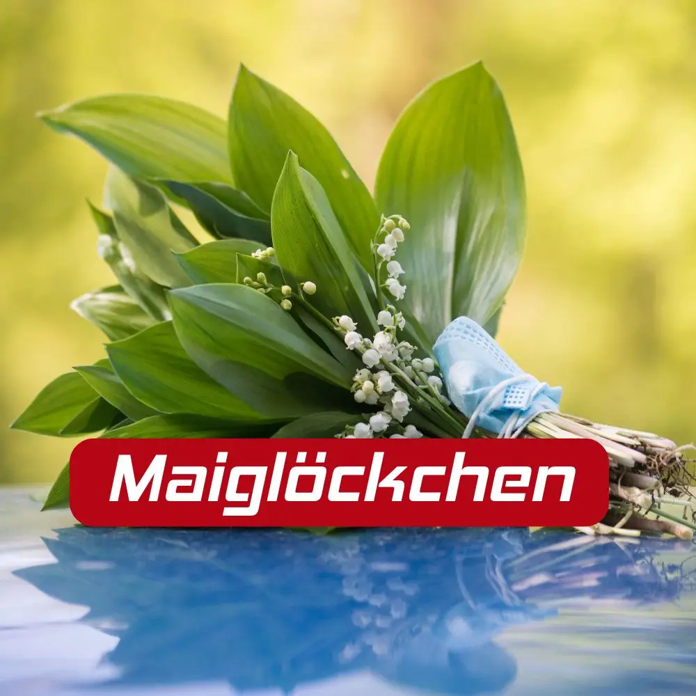 Maiglöckchen-Kurs